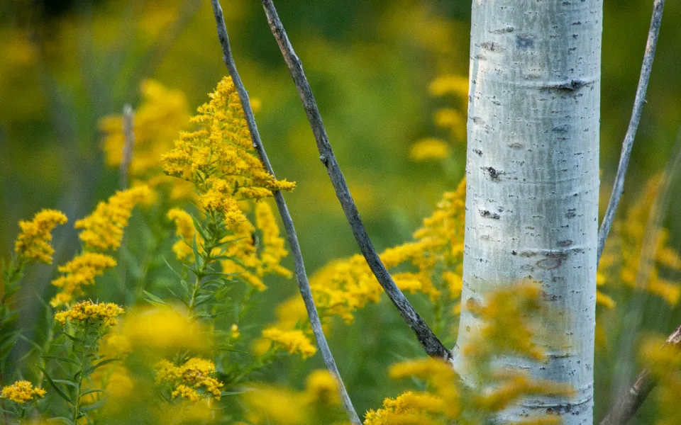 A pale aspen trunk rising through yellow goldenrod in summer